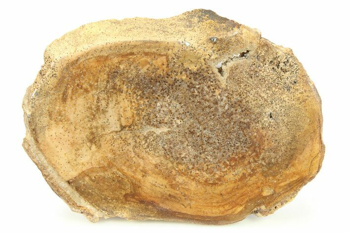 Polished Petrified Wood Round - Sweet Home, Oregon #282953